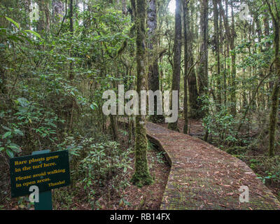 Boardwalk, Pureora Waihora Lagune, Forest Park, West Taupo, Neuseeland Stockfoto