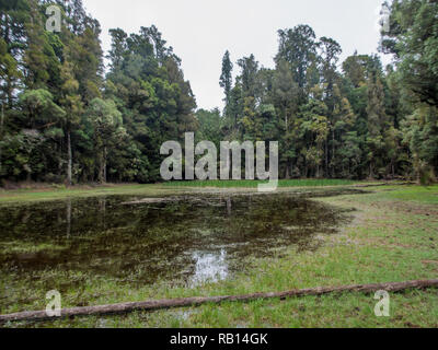 Waihora Lagune, ephemere Feuchtgebiete, niedrigen Wasserstand im Sommer, Pureora Forest Park, West Taupo, Neuseeland Stockfoto