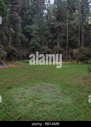 Waihora Lagune, ephemere Feuchtgebiete, niedrigen Wasserstand im Sommer, Pureora Forest Park, West Taupo, Neuseeland Stockfoto