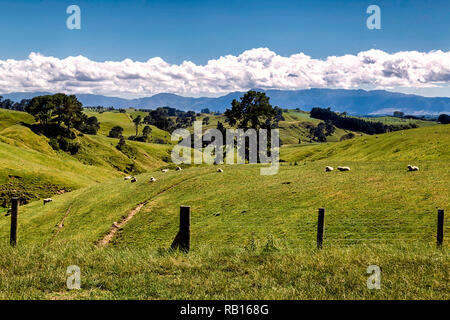 Schönen grünen Hügel Landschaft mit weidenden Schafe in Neuseeland Stockfoto