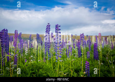 Bereich der Lupinen in Canterbury, Neuseeland Stockfoto