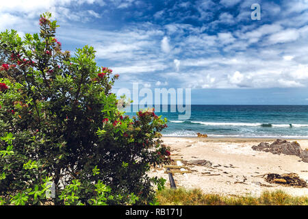 Blühender Baum mit roten Blumen am Strand von Tauranga, Neuseeland Stockfoto