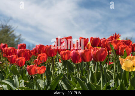 Anordnung vieler roter Tulpen in einem Feld mit blauem Himmel Stockfoto