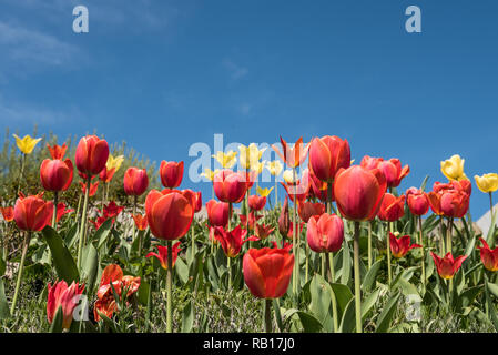 Anordnung vieler roter Tulpen in einem Feld mit blauem Himmel Stockfoto