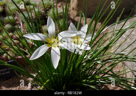 Zephyrlily zephyranthes Candida' Herbst/Weiß Windflower' in der Alpine House an RHS Garden Harlow Carr, Harrogate, Yorkshire gewachsen. England, UK. Stockfoto