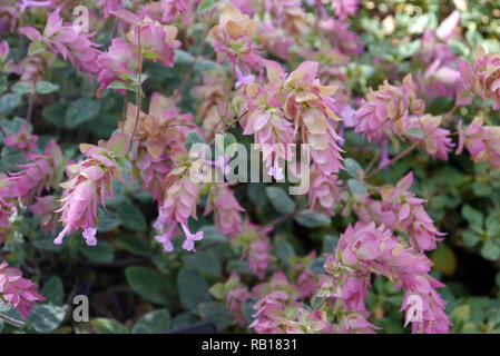 Blass rosa Blüten auf Origanum' Buckland' (Zierpflanzen Oregano) an RHS Garden Harlow Carr, Harrogate, Yorkshire gewachsen. England, UK. Stockfoto