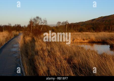 Boardwalk durch Cors Caron National Nature Reserve Tregaron Ceredigion Wales Cymru GROSSBRITANNIEN Stockfoto