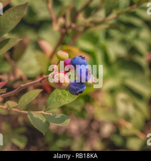 Outdoor natur Nahaufnahme Bild eines Clusters von Heidelbeeren auf einem Busch mit natürlichen, grünen verschwommenen Hintergrund an einem heissen Sommertag in warmen Farben Stockfoto