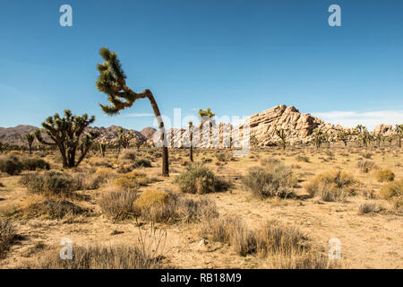 Joshua Tree National Park Landschaft Stockfoto