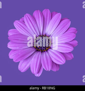 Kunst Stillleben Farben Blumen Makro einer isolierten weite blühende rosa violett Afrikanische/cape Daisy/Marguerite Blume, violette Hintergrund Stockfoto