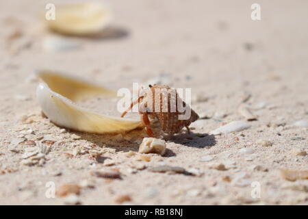 Einsiedlerkrabbe auf weißem Sand Stockfoto