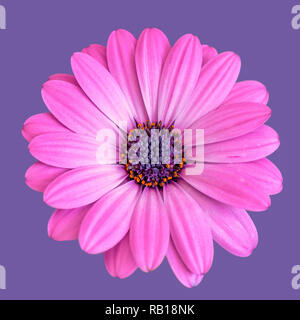 Kunst Stillleben Farben Blumen makro Bild eines isolierten weit geöffnete Blüte leuchtend rosa Afrikanische/cape Daisy/Marguerite Blume auf Violett zurück Stockfoto