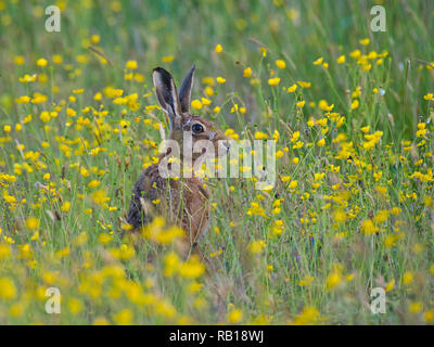 Feldhase (Lepus Capensis) im Bereich der Butterblumen. Stockfoto