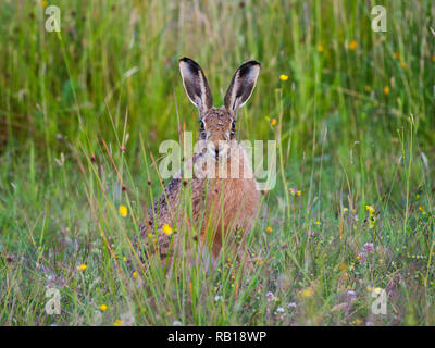 Feldhase (Lepus Capensis) im Bereich der Butterblumen. Stockfoto