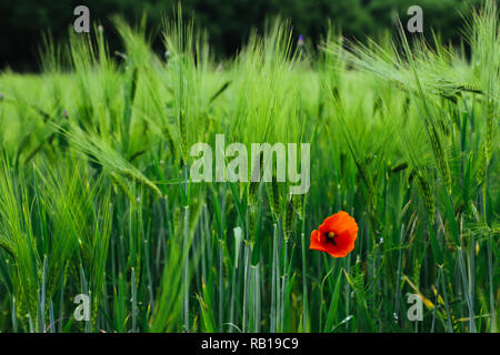 Ein einzelnes isoliertes einsamer Roter Mohn wilde Blume wächst inmitten von grünen Pflanzen. Stockfoto