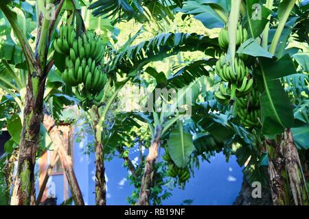 Grüner Banane Bäume mit großen hängenden Trauben gegen eine blaue Wand Stockfoto