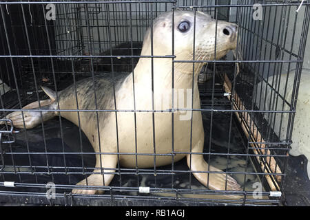 Seal pup Bran, wieder in die Freiheit entlassen, nach Monaten der Erholung auf einer abgelegenen Strand in Nordirland. Stockfoto