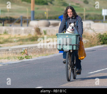 Ein Mann, ein Hund in einem Korb auf einer Fahrt mit dem Fahrrad entlang der Strandpromenade im Sommer in Großbritannien. Radfahrer mit einem Hund in einem Korb. Stockfoto