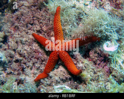 Eine mediterrane Red Sea Star (Echinaster sepositus) Stockfoto