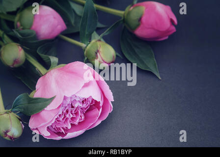 Pfingstrose Blüten und Knospen auf einem dunklen Hintergrund. Stockfoto