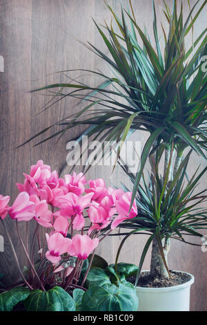 Blumen wachsen in Töpfen: Rosa cyclamen und dracaena. Stockfoto