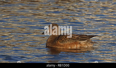 Eurasischer Kerker (Mareca penelope), weibliche Schwimmer Stockfoto