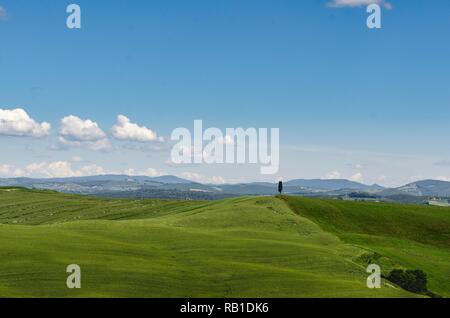 Einsamer Baum auf dem grünen Hügel der Toskana Stockfoto