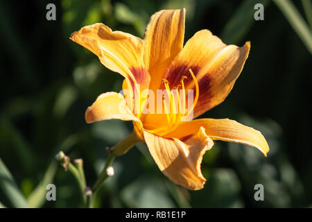 Orange Tag Lily wächst in einem Garten Stockfoto