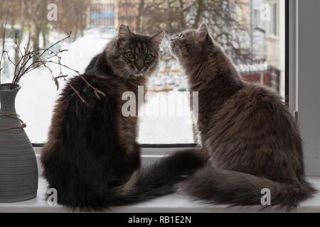 Katzen auf der Fensterbank auf dem Hintergrund der Winterlandschaft Stockfoto