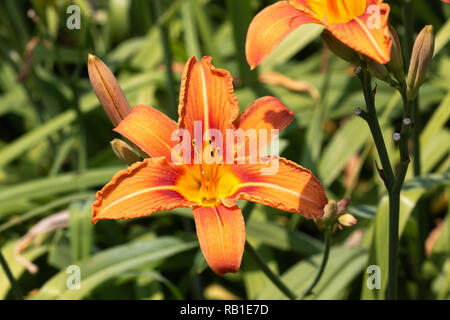 Orange Tag Lily wächst in einem Garten Stockfoto