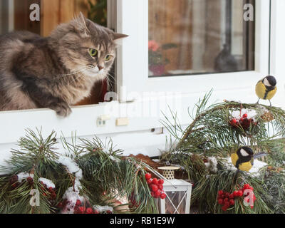 Schöne graue Katze Spaziergänge durch das offene Fenster Stockfoto