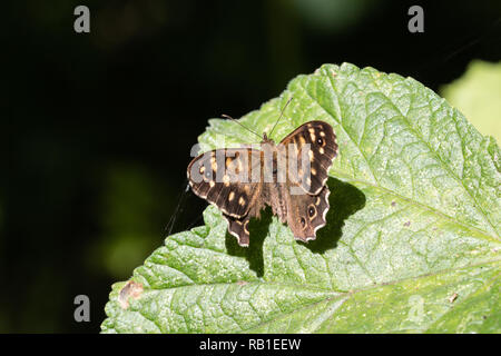 Hauhechelbläuling Schmetterling mit einem beschädigten Flügel Stockfoto