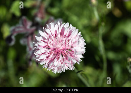 Rosa Kornblume von oben, in einer Wiese fotografiert. Stockfoto