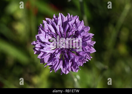 Kornblume von oben, in einer Wiese fotografiert. Stockfoto