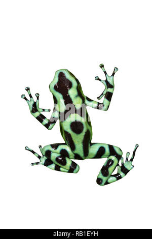 Grüne und schwarze Poison dart Frog (Dendrobates auratus) auf weißem Hintergrund, clipping path enthalten. Stockfoto