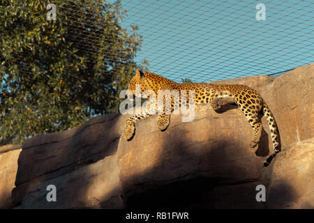 Der Leopard (Panthera pardus) ist eine der fünf Arten in der Gattung Panthera, ein Mitglied der Felidae. Der Leopard kommt in einer breiten Palette in sub-Saha Stockfoto