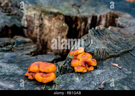 In der Nähe von orange Pilze auf einem toten Baumstamm Stockfoto