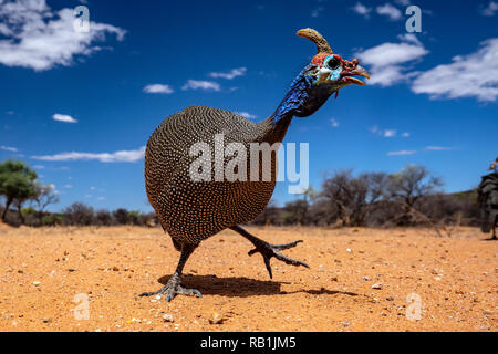 Behelmte guineafowl (Numida meleagris) - okonjima Nature Reserve, Namibia, Afrika Stockfoto