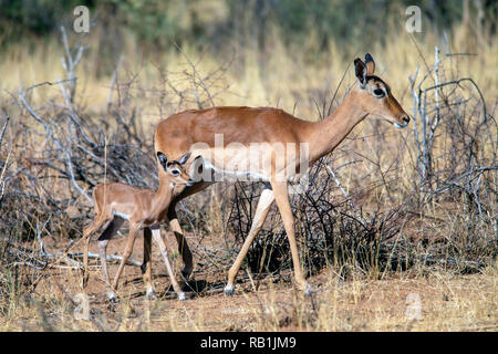 Impala ewe mit Kalb (Aepyceros melampus) - okonjima Nature Reserve, Namibia, Afrika Stockfoto