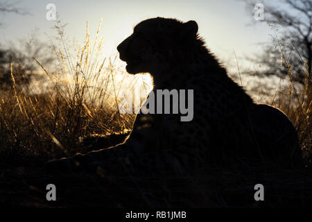 Gepard (Acinonyx jubatus) [gefangen] AfriCat Foundation, Okonjima Nature Reserve, Namibia, Afrika Stockfoto
