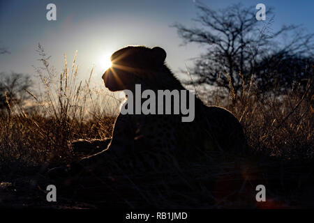 Gepard (Acinonyx jubatus) [gefangen] AfriCat Foundation, Okonjima Nature Reserve, Namibia, Afrika Stockfoto