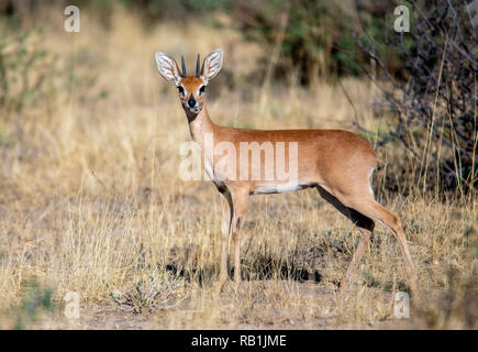 Männliche Steinböckchen (Raphicerus campestris) - okonjima Nature Reserve, Namibia, Afrika Stockfoto