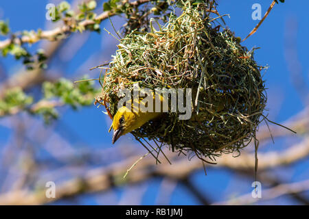 Weibliche Südlichen maskierte Weaver (Ploceus velatus), oder Afrikanische maskierte Weber - Okonjima Nature Reserve, Namibia, Afrika Stockfoto