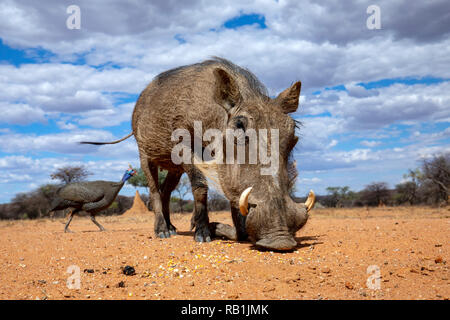 Gemeinsame Warzenschwein (Phacochoerus africanus) - okonjima Nature Reserve, Namibia, Afrika Stockfoto