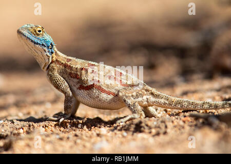 Männliche Boden (Agama agama Aculeata) - okonjima Nature Reserve, Namibia, Afrika Stockfoto