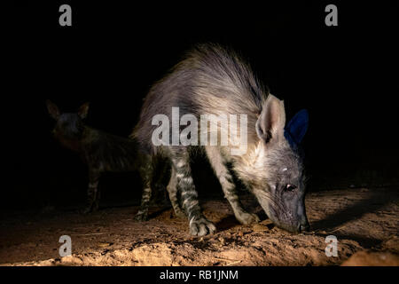 Braune Hyäne (Hyaena brunnea) bei Nacht - Okonjima Nature Reserve, Namibia, Afrika Stockfoto