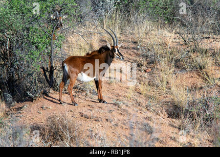 Rappenantilopen (Hippotragus niger) Weiblich - Okonjima Nature Reserve, Namibia, Afrika Stockfoto