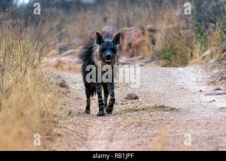 Braune Hyäne (Hyaena brunnea) - okonjima Nature Reserve, Namibia, Afrika Stockfoto