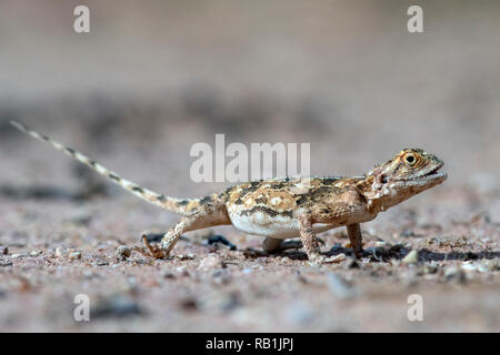 Weibliche Boden (Agama agama Aculeata) - okonjima Nature Reserve, Namibia, Afrika Stockfoto