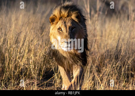 Afrikanischer Löwe (Panthera leo) [gefangen] - AfriCat Foundation, Okonjima Nature Reserve, Namibia, Afrika Stockfoto